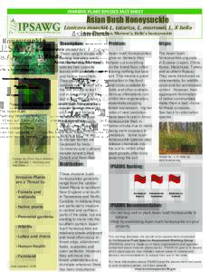 Dipsacales / Shrubs / Lonicera / Environment / Lonicera maackii / Honeysuckle / Diervilla / Invasive species / Botany / Invasive plant species / Biology