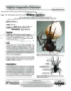 Zoology / Latrodectus / Spider bite / Redback spider / Tarantula / Spider anatomy / Spider / Black Widow / Steatoda grossa / Venomous spiders / Phyla / Protostome
