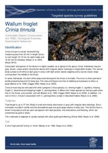 Targeted species survey guidelines - wallum froglet