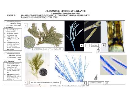 Microsoft Word - Cladophora species at a glance group II.doc