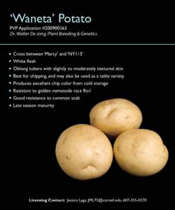 ‘Waneta’ Potato  PVP Application #[removed]Dr. Walter De Jong, Plant Breeding & Genetics  Cross between ‘Marcy’ and ‘NY115’