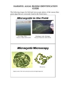 Microbiology / Cylindrospermopsin / Microcystis / Aphanizomenon / Anabaena circinalis / Oscillatoria / Cylindrospermopsis raciborskii / Y / Cyanobacteria / Bacteria / Chemistry