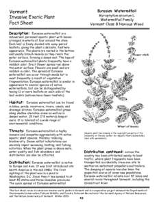 Vermont Invasive Exotic Plant Fact Sheet Eurasian Watermilfoil Myriophyllum spicatum L.