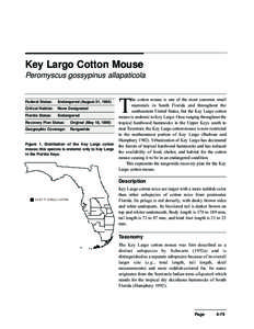 Key Largo Cotton Mouse Peromyscus gossypinus allapaticola