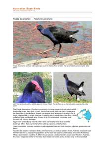 Birds of New Zealand / Purple Swamphen / American Purple Gallinule / Purple Swamphens in North America / Porphyrio / Fauna of Asia / Ornithology