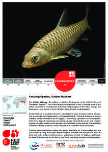 © Ben Lee, amiidae.com  Amazing Species: Golden Mahseer The Golden Mahseer, Tor putitora, is listed as Endangered on the IUCN Red List of Threatened SpeciesTM. One of the largest freshwater fish in Asia, it inhabits riv