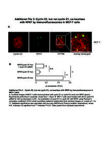 Additional File 3 - cyclin E2-NPAT colocalisation in MCF-7 cells