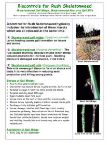 Microsoft Word - BIOCONTROL OF RUSH SKELETONWEED.doc