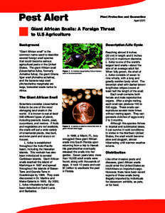 Pest Alert Plant Protection and Quarantine April 2011