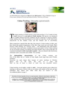 (An IFAS Publication adopted from http:www.wec.ufl/extension/ - Dept of Wildlife Ecology & Conservation, Institute of Food & Agricultural Sciences, University of Florida) Cuban Treefrog - Osteopilus septentrionalis  T