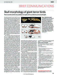 Brontornis / Brontornithinae / Phorusrhacidae / Human skull / Skull / Jugal / Antorbital fenestra / Phorusrhacos / Owl / Extinct birds / Zoology / Ornithology