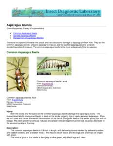 Asparagus Beetles Crioceris species; Family: Chrysomelidae • • •