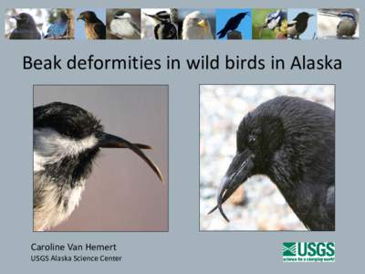 Beak deformities in wild birds in Alaska  Caroline Van Hemert USGS Alaska Science Center