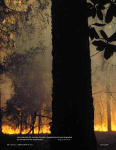Low intensity fire moving through a longleaf pine forest degraded by decades of fire-suppression. Image by John Kush 16 / Alabama’s TREASURED Forests  Spring 2007