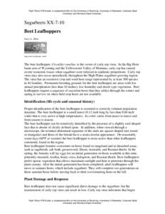 Microsoft Word - BeetLeafhopper-Sugarbeets.doc