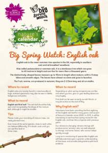 English oak  WTPL/Shaun Big Spring Watch: English oak English oak is the most common tree species in the UK, especially in southern