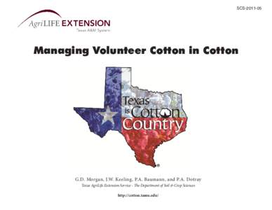 SCSManaging Volunteer Cotton in Cotton G.D. Morgan, J.W. Keeling, P.A. Baumann, and P.A. Dotray Texas AgriLife Extension Service - The Department of Soil & Crop Sciences