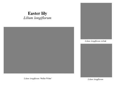 Easter lily  Lilium longiflorum Lilium longiflorum in bud