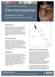 Fawn leaf-nosed bat Hipposideros cervinus Vulnerable (Nature Conservation Act[removed]Identification Hipposideros cervinus has a small nose-leaf with