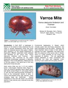 Protostome / Varroa destructor / Varroa / Western honey bee / Mite / Bee / Beekeeping in New Zealand / Diseases of the honey bee / Beekeeping / Plant reproduction / Phyla