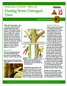 N E B R A S K A F O R E S T S E RV I C E  Pruning Storm-Damaged Trees Storm Damage Series