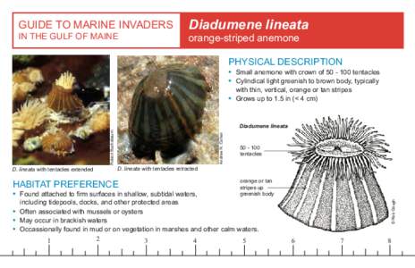 GUIDE TO MARINE INVADERS IN THE GULF OF MAINE Diadumene lineata orange-striped anemone