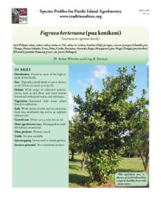 Flora / Flora of Indonesia / Ornamental trees / Biogeography / Botany / Fagraea / Fagraea berteriana / Medicinal plants