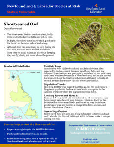 Newfoundland & Labrador Species at Risk Status: Vulnerable Short-eared Owl (Asio flammeus) 