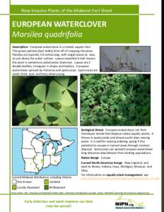 Microsoft PowerPoint - european waterclover