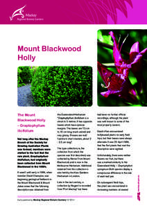 Mount Blackwood Holly The Mount Blackwood Holly – Graptophyllum