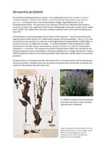 Hebe / Loddon / Flora of New South Wales / Derwentia / Veronica