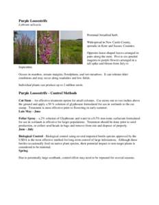 Invasive plant species / Flora of Morocco / Flora of Romania / Flora of Tasmania / Lythrum salicaria / Glyphosate / Biological pest control / Hylobius transversovittatus / Flora / Biota / Lythrum