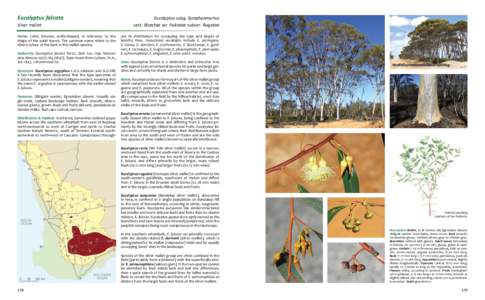 Trees of Australia / Botany / Flora of New South Wales / Eucalyptus salmonophloia / Eucalyptus / Biology / Flora of Tasmania / Marlock / Plant morphology / Mallet / Flora of Australia