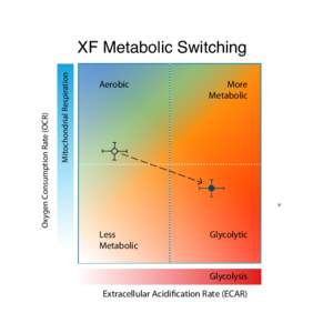 Mitochondrial Respiration  Oxygen Consumption Rate (OCR) XF Metabolic Switching Aerobic