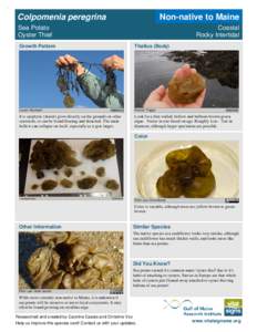 Colpomenia peregrina  Non-native to Maine Sea Potato Oyster Thief