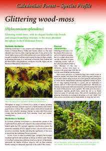 Glittering wood-moss (Hylocomium splendens) Glittering wood-moss, with its elegant feather-like fronds