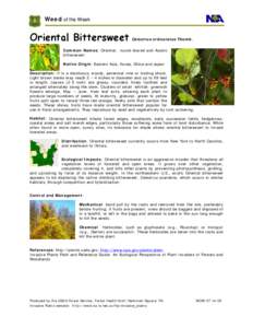 Biota / Botany / Celastrus orbiculatus / Staff vine / Celastrus scandens / Bittersweet / Herbicide / Triclopyr / Solanum dulcamara / Celastraceae / Flora / Invasive plant species