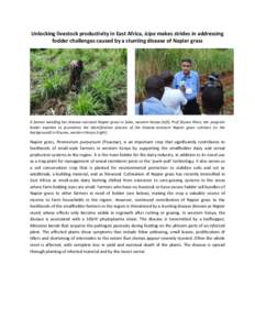 Agriculture / Livestock / Pennisetum purpureum / Biology / Sustainability / Sustainable agriculture / Biological pest control / International Centre of Insect Physiology and Ecology / Napier