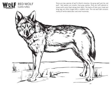 RED WOLF Canis rufus There are two species of wolf in North America- the gray wolf and the red wolf. Red wolves are smaller than gray wolves. They are buff-colored or brown with some black along their backs. The backs of