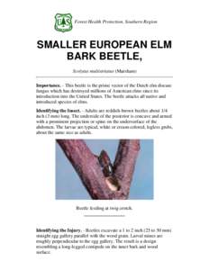 Forest Health Protection, Southern Region  SMALLER EUROPEAN ELM BARK BEETLE, Scolytus multistriatus (Marsham) Importance. - This beetle is the prime vector of the Dutch elm disease