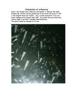 Orientation of orthoceras Draw a line through each orthoceras and number it. Measure the angle between the vertical and the pointed end of the fossil and record it. Plot a rose diagram from your results. Use a circular p