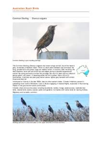 file:///C:/bushbirds-5.0/infs/sturnus_vulgaris.html