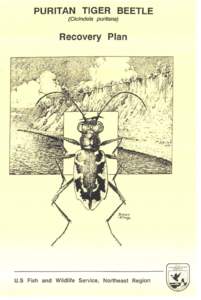 Cicindelinae / Randolph–Macon College / Tiger beetle / Ashland /  Virginia / Ohlone tiger beetle / Hanover County /  Virginia / Virginia / Cicindela