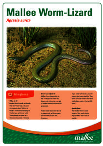 Mallee Worm-Lizard Aprasia aurita At a glance  Where can I find it?
