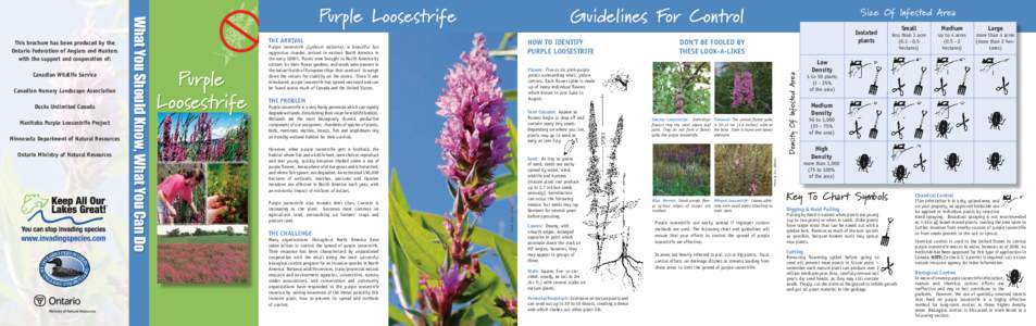 Manitoba Purple Loosestrife Project Minnesota Department of Natural Resources Ontario Ministry of Natural Resources Purple Loosestrife