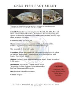CNMI FISH FACT SHEET  Specimen was obtained from MES on May, 2013. This sample was taken during a night spearfish catch market survey by MES staff. Photo by DFW.  Scientific Name: Carangoides plagiotaenia (Randall, J.E. 