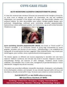 CUVS CASE FILES ACUTE NECROTIZING ULCERATIVE GINGIVOSTOMATITIS (ANUG) A 1-year old, neutered male miniature Schnauzer was presented to the Emergency Service for an acute onset of lethargy and ptyalism. On examination, th