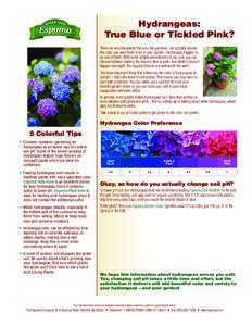 Hydrangeas: True Blue or Tickled Pink? There are very few plants that you, the gardener, can actually choose the color you want them to be in your garden. Hydrangeas happen to be one of them. With some simple amendments 