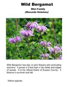 Wild Bergamot Mint Family (Monarda fistulosa)  Wild Bergamot has lilac or pink flowers with protruding