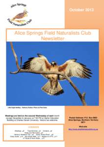 October[removed]Alice Springs Field Naturalists Club Newsletter  Little Eagle landing – Henbury Station. Photo by Pete Nunn.